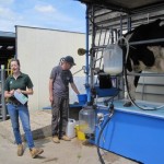 Friesan 'Hazel' gives 20 litres, Wimpole Home Farm